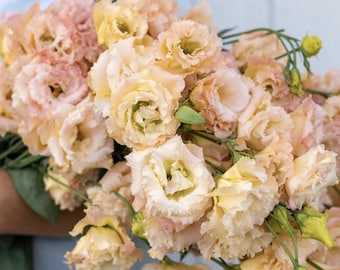 Voyage 2 Champagne Lisianthus Seeds, Soft Apricot Double Blooms (25 Pelleted Seeds)