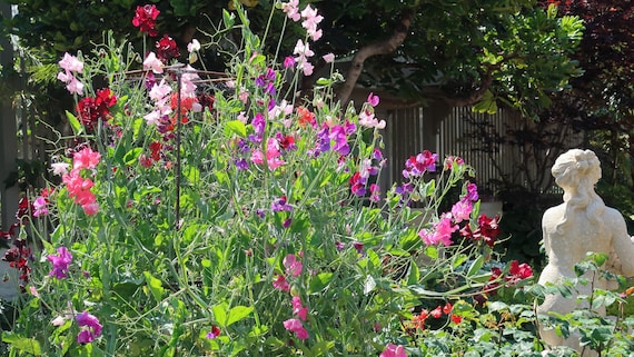 Everlasting Sweet Pea Seeds, 30 Count, Perennial Mixed Sweetpea Flowers
