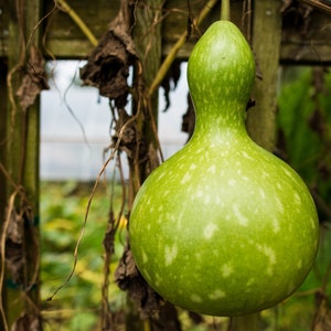 Birdhouse Gourds Seeds, Dipper, Bottle Gourd // Heirloom, Non-GMO, Lagenaria siceraria