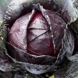Red Acre Cabbage Seeds, Burgundy Purple Cabbage // Heirloom, Non GMO, Brassica oleracea var. capitata