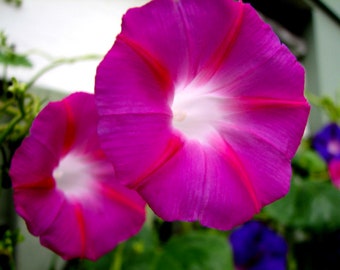 Crimson Rambler Morning Glory Seeds, 50 Seeds Deep Pink Morning Glories  // Non-GMO, ipomoea tricolor