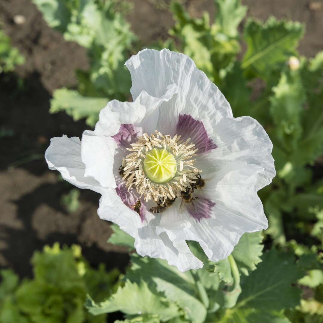 Organic White Elka Poppy Seeds, White Breadseed Poppies, Slovakian Poppy, 500 Seeds // Organic