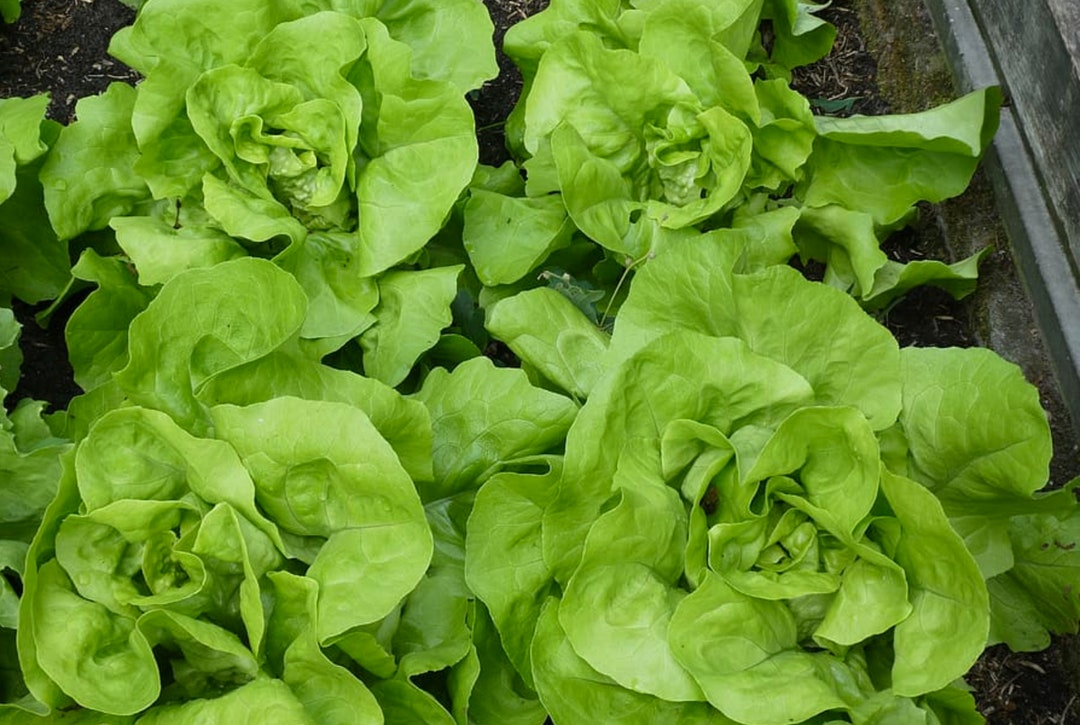 Organic Buttercrunch Butterhead Lettuce Seeds, 1500 Seeds // Organic