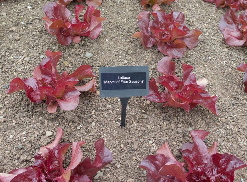 Merveille des Quatre Saisons Lettuce Seeds, Marvel of the Four Seasons, 4 Seasons Lettuce, 500 Seeds // Heirloom, Non GMO, lactuca sativa image 2