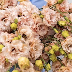 Voyage 2 Light Apricot (F1) Lisianthus Seeds // Pelleted, Non-GMO, Eustoma grandiflorum