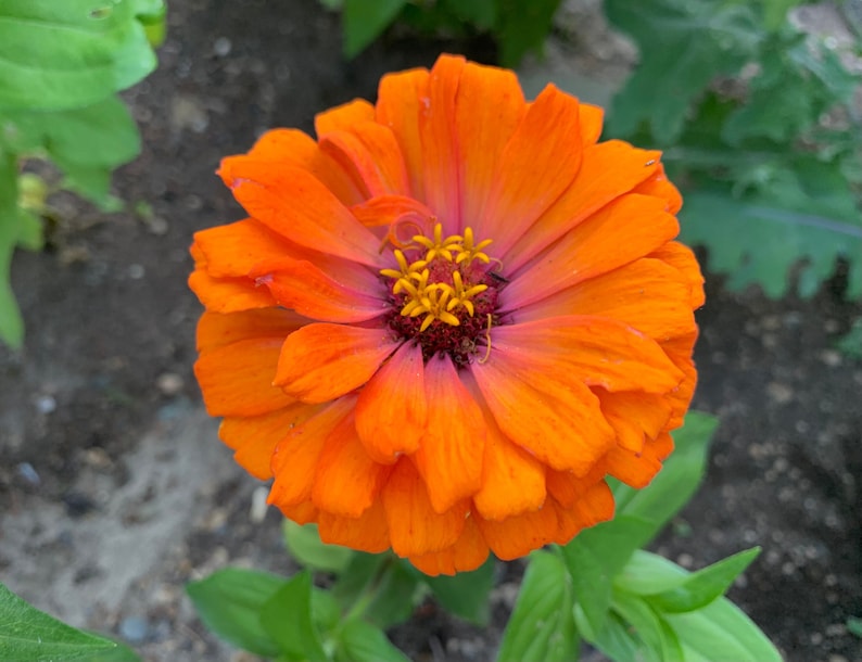 SilverlakeSeedCo Zinnia Seeds - Thumbnail 5