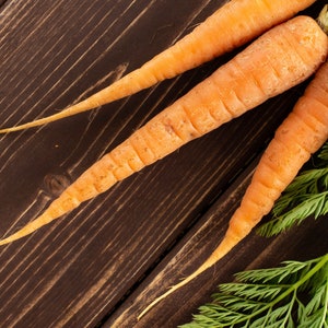 Danvers 126 Carrot Seeds, Orange Carrots, 1200 Seeds // Heirloom, Non GMO, daucus carota var sativus