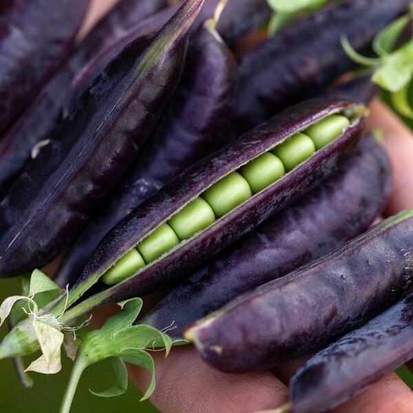 Sugar Magnolia Peas, Purple Snap Pea Seeds // Open Pollinated, Non-GMO, pisum sativum