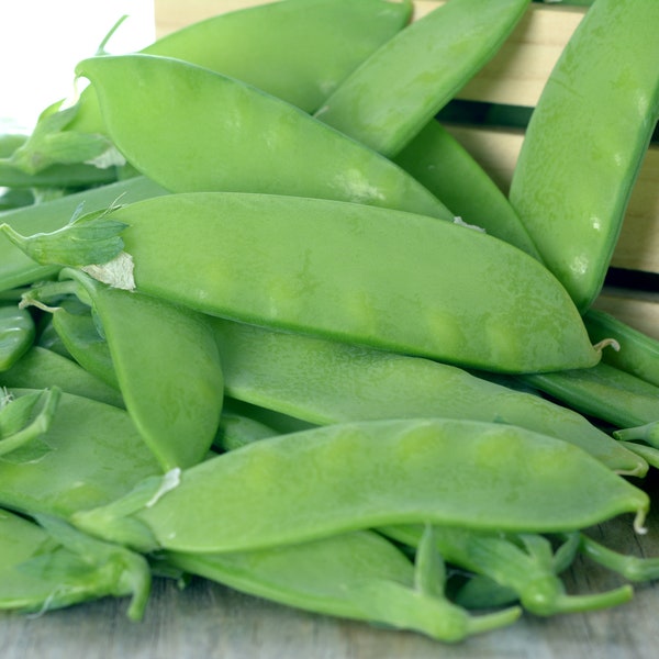 Oregon Giant Sugar Pod Peas, Oregon Sugar Snow Peas, 75 Pea Seeds // Open Pollinated, Non-GMO, pisum sativum