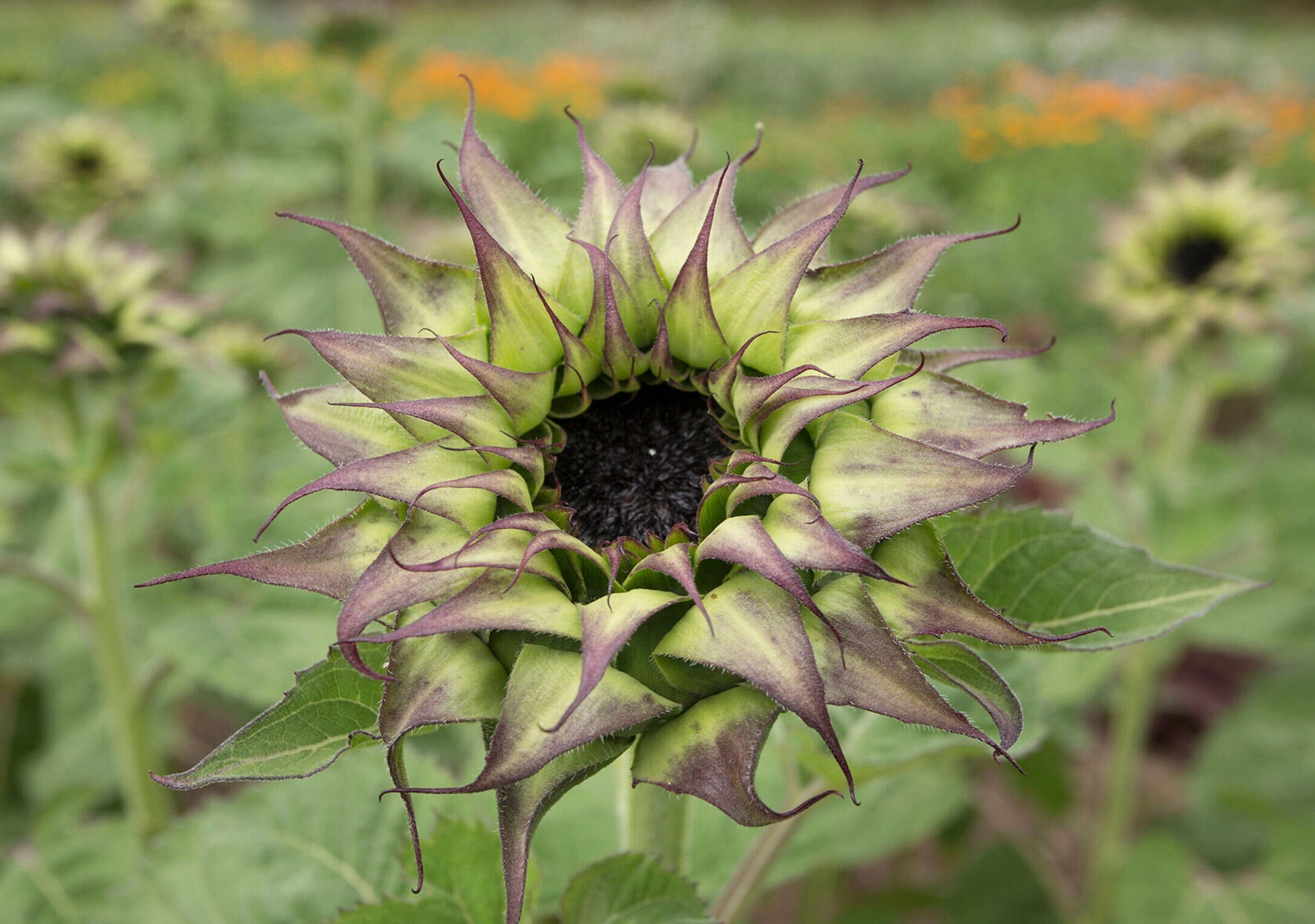 Sunfill™ Purple Sunflower Seeds Single Stem Cut Flowers 30 Etsy