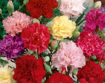 Clove Carnation Seeds, Chabaud Mix Flowers, Non-GMO, Dianthus caryophyllus