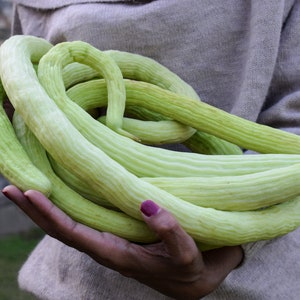 Organic Armenian Cucumber Seeds, Yard Long Cucumbers, 30+ Seeds // Organic, Heirloom, Non-GMO, cucumis melo