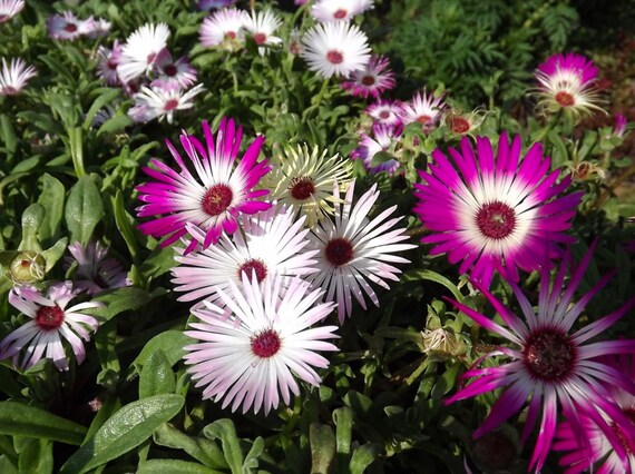 Iceplant Seeds Mixed Ice Plant Colors 3000 Seeds Open Etsy Finland