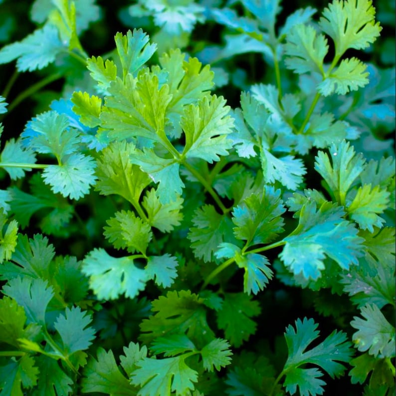 Pu&ograve; includere: Un'immagine ravvicinata di foglie di coriandolo verde fresco. Le foglie sono disposte in un gruppo denso, mostrando il loro colore vibrante e la loro texture delicata.