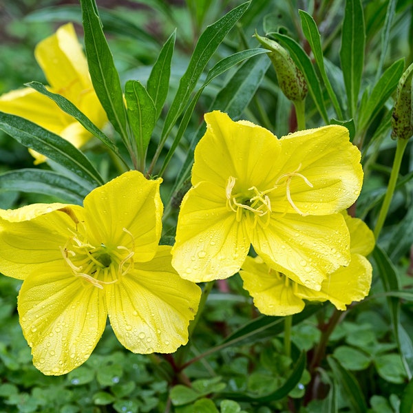 Missouri Evening Primrose Seeds, Yellow Evening Primrose Wildflowers, 400 Seeds // Non-GMO, Oenothera missouriensis/macrocarpa