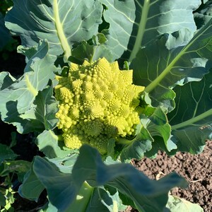 Organic Romanesco Broccoli Seeds, Green Roman Cauliflower, 150 Seeds // Organic, Heirloom, Non GMO, Brassica oleracea var Italian image 2