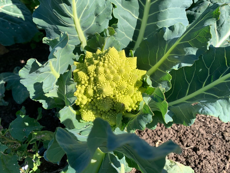 Organic Romanesco Broccoli Seeds, Green Roman Cauliflower, 150 Seeds // Organic, Heirloom, Non GMO, Brassica oleracea var Italian image 2