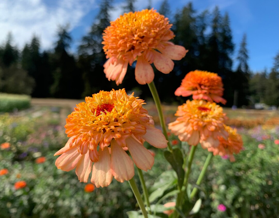 Cresto Peach Zinnia Flower Seeds, Scabiosa Flowered Zinnias, Peach