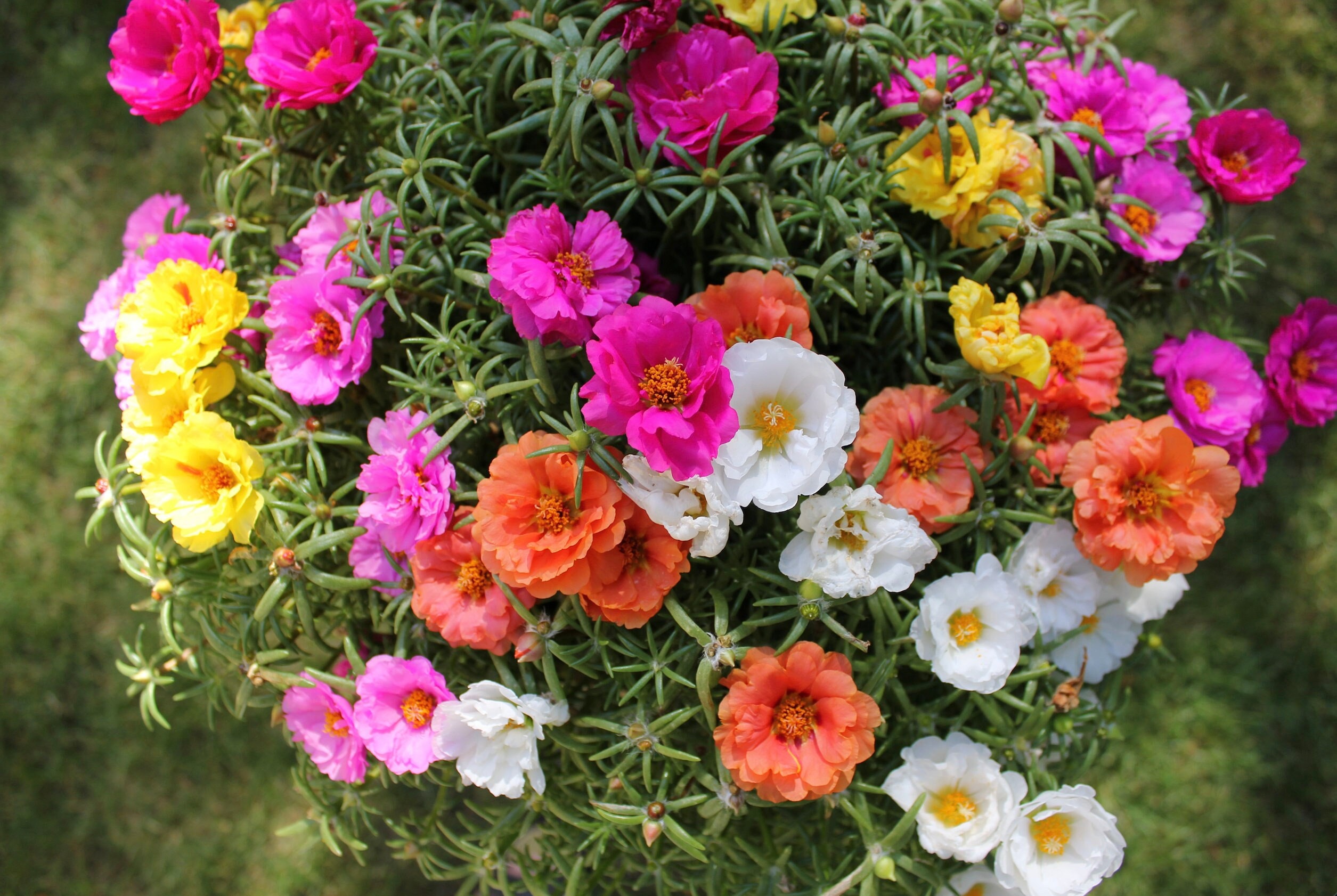 Moss Rose Double Flowered Mix Seeds Portulaca Grandiflora 100 Seeds Organic  Colourful Bedding Flower Drought Tolerant -  Canada