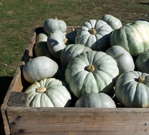Blue Jarrahdale Pumpkin Seeds Cinderella Pie Pumpkins 20 Etsy