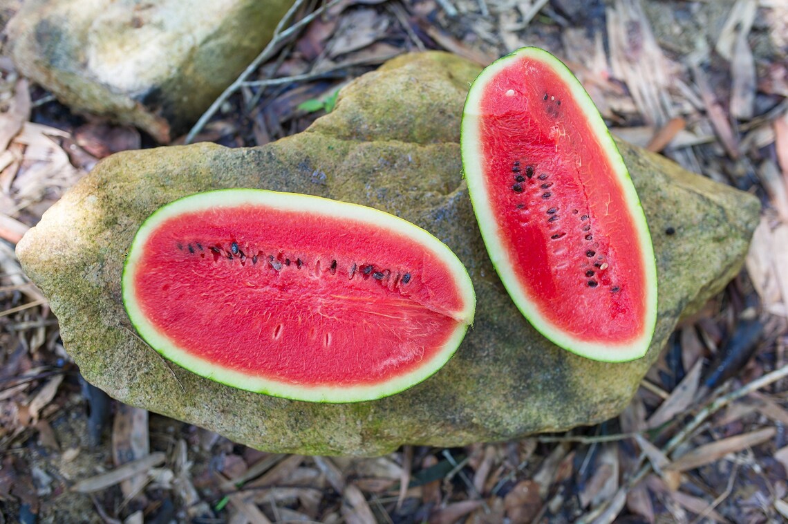 Rattlesnake Watermelon Seeds 25 Seeds // Heirloom Etsy