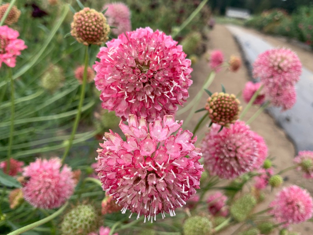 Salmon Queen Scabiosa Seeds Pastel Pink Pincushion Flower Etsy