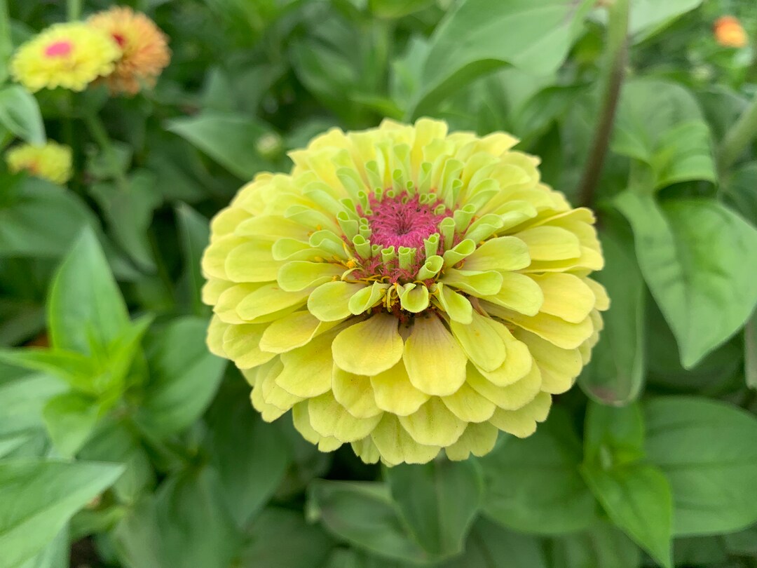 Queeny Lime Blush Zinnia Seeds, Queen Lime Blush // Nongmo, Zinnia