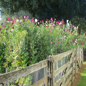 May include: A wooden fence with a wire mesh gate, covered in a lush growth of pink, white, and purple sweet pea flowers.