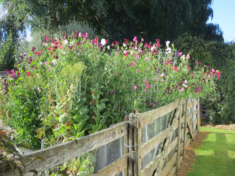 May include: A wooden fence with a wire mesh gate, covered in a lush growth of pink, white, and purple sweet pea flowers.