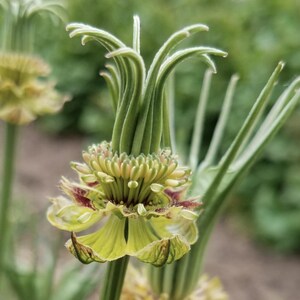 Nigella &#39;Transformer&#39; Seeds, Love-In-A-Mist // Organic, Non-GMO, Nigella orientalis