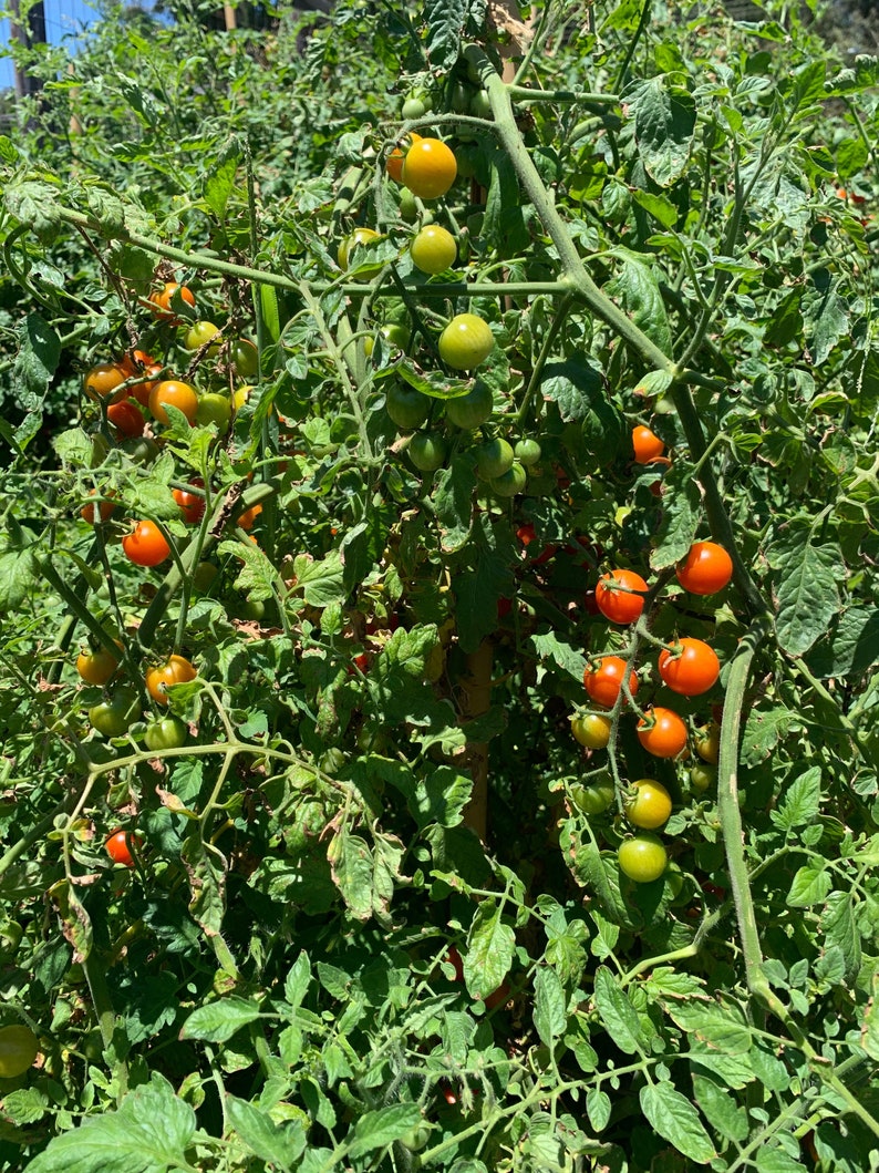 Large Red Cherry Tomato Seeds Indeterminate 350 Seeds // Etsy