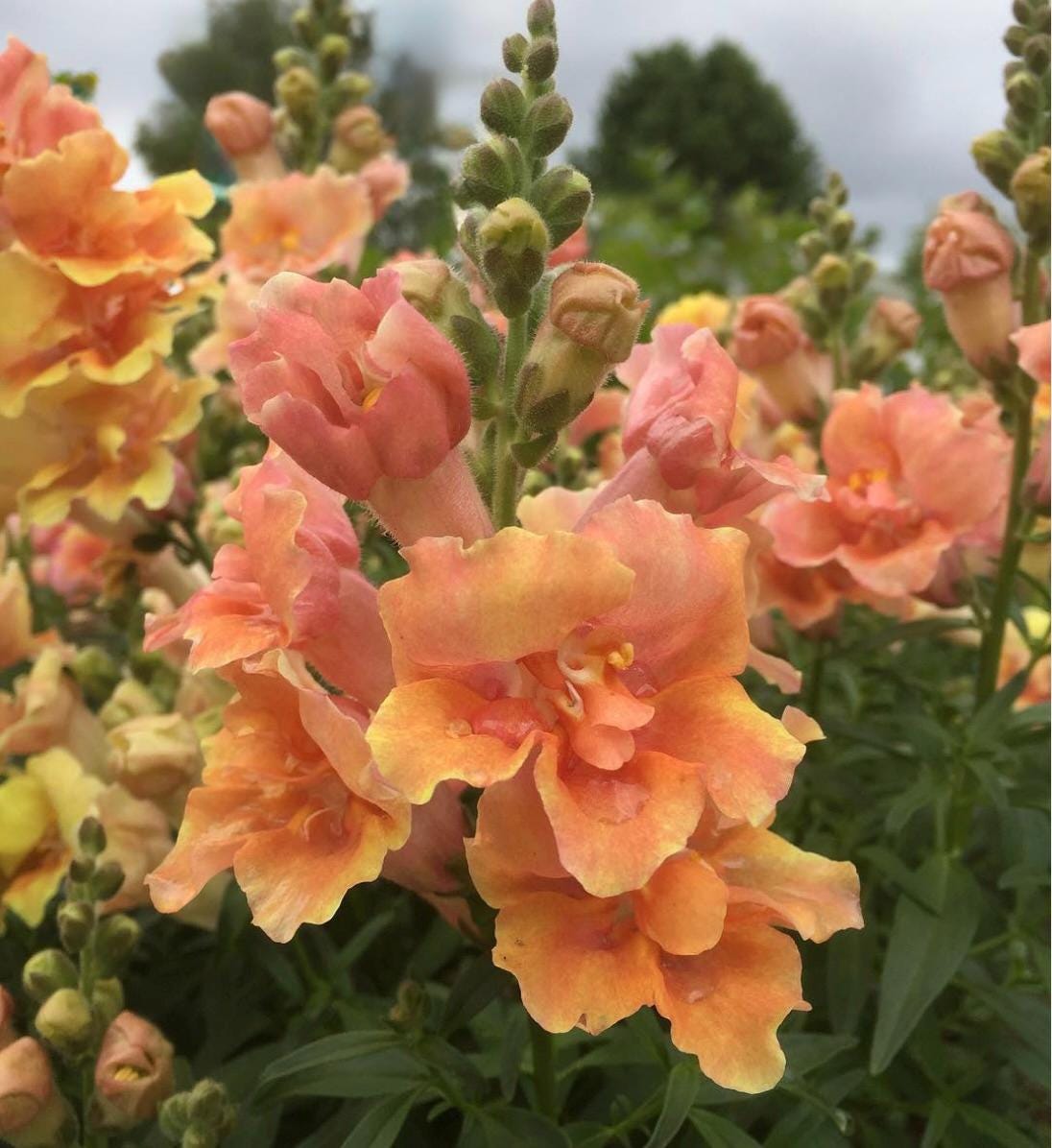 Twinny™ Peach Dwarf F1 Snapdragon Seeds, 25 Seeds, Double Flowered