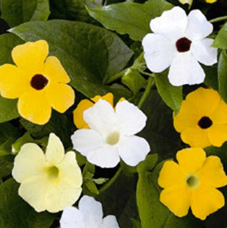 Thunbergia Alata Seeds, Black Eyed Susan Vine, Susie Mix, Orange, Yellow, White Flowers, 100 Seeds // Non-GMO, thunbergia alata image 3