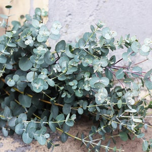 Baby Blue Bouquet Eucalyptus Seeds / Open Pollinated, Non-GMO, Eucalyptus pulverulenta