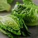 see more listings in the Lettuce, Spinach, Chard section