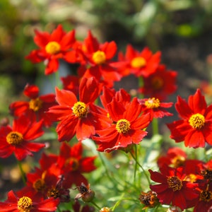 Dwarf Red Plains Coreopsis Seeds, Scarlet Red Tickseed Flowers, 1000+ Seeds // Open Pollinated, Non-GMO, coreopsis tinctoria