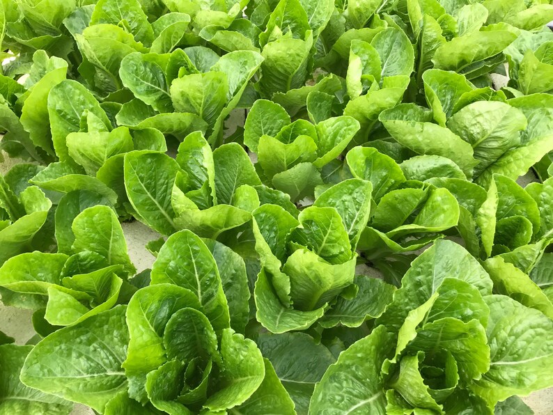 Jericho Romaine Lettuce Seeds 500 Seeds // Heirloom Non GMO Etsy