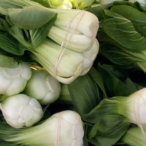 Pak Choi White Stem Seeds, Bok Choy Seeds // Heirloom, Non GMO, Brassica rapa subsp chinensis