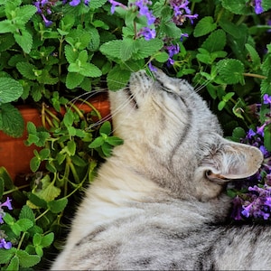 Catnip Seeds // Heirloom, Non-GMO, Nepeta cataria