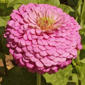 Luminosa Zinnia Seeds, Light Pink Zinnias // Non GMO, Zinnia elegans