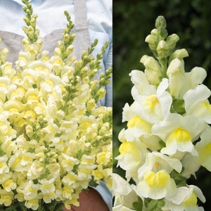 Orleans Early Lemon Yellow F1 Snapdragon Seeds, Pastel Yellow Snapdragons // Open Pollinated, Non-GMO, Antirrhinum majus