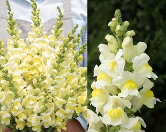 Orleans Early Lemon Yellow F1 Snapdragon Seeds, Pastel Yellow Snapdragons, 50 Flower Seeds // Open Pollinated, Non-GMO, antirrhinum majus