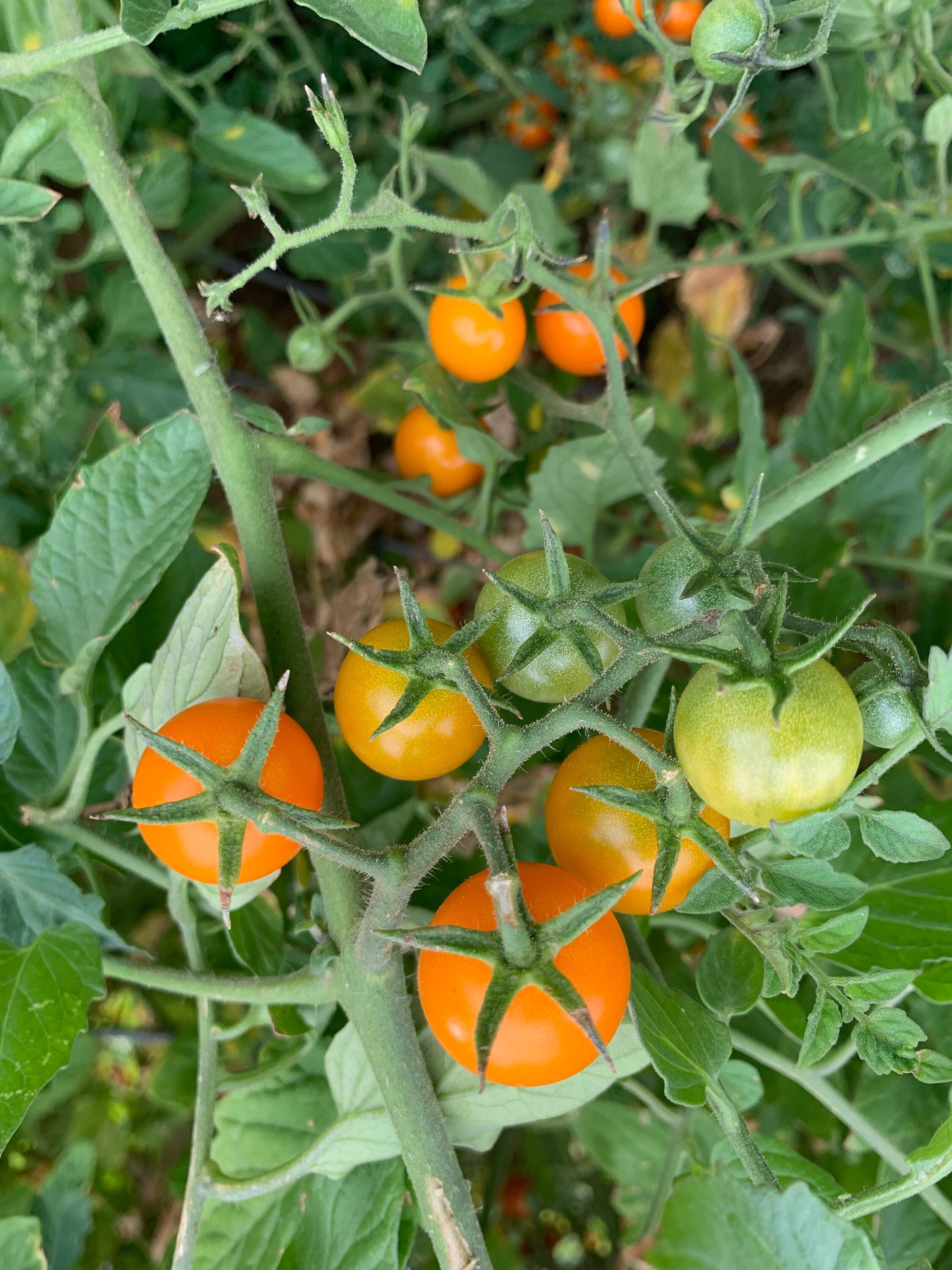 Organic Clementine F1 Tomato Seeds 15 Seeds // Organic Etsy UK