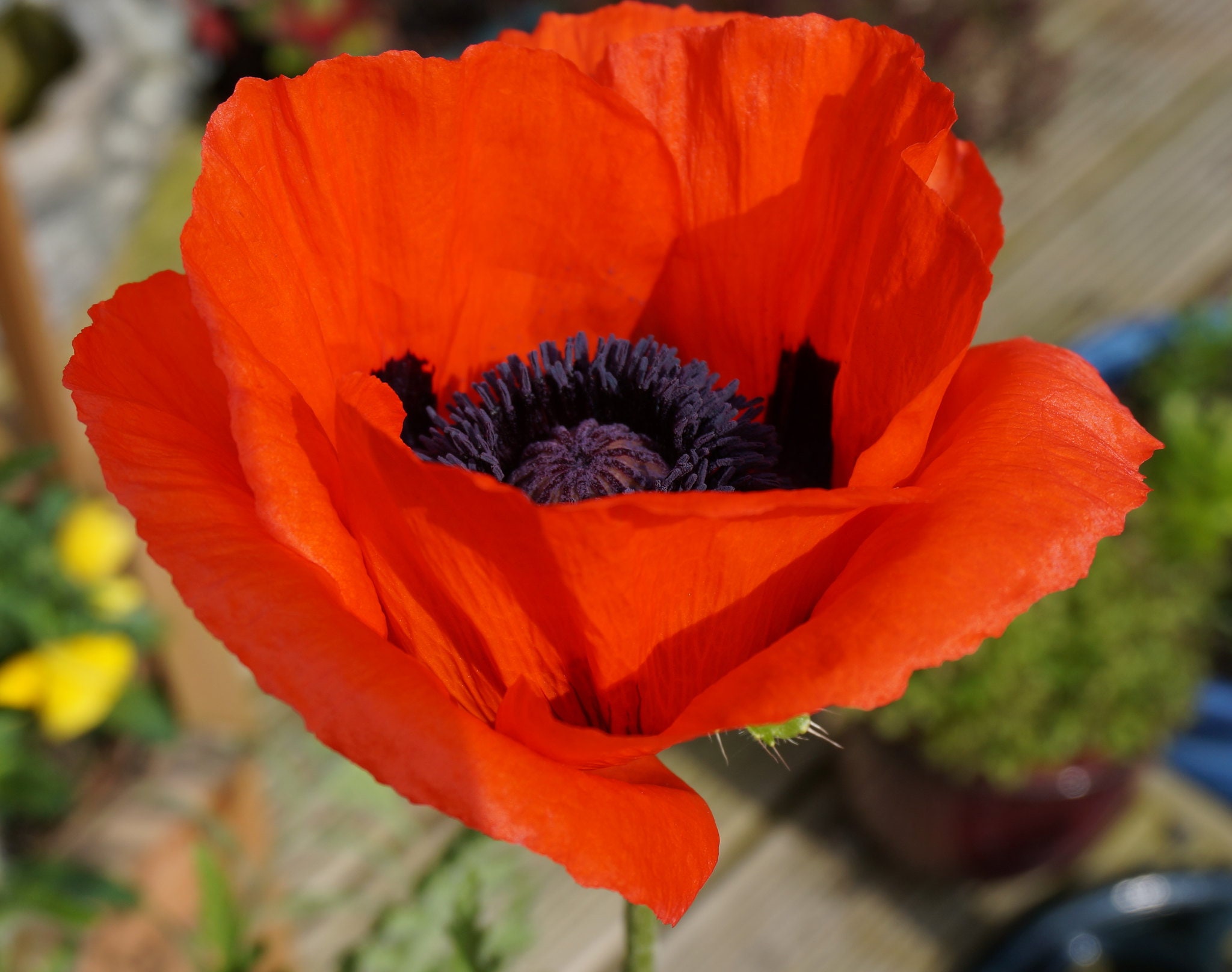 Oriental Poppy Seeds Scarlet Red Poppies X1000 Flower Seeds Etsy