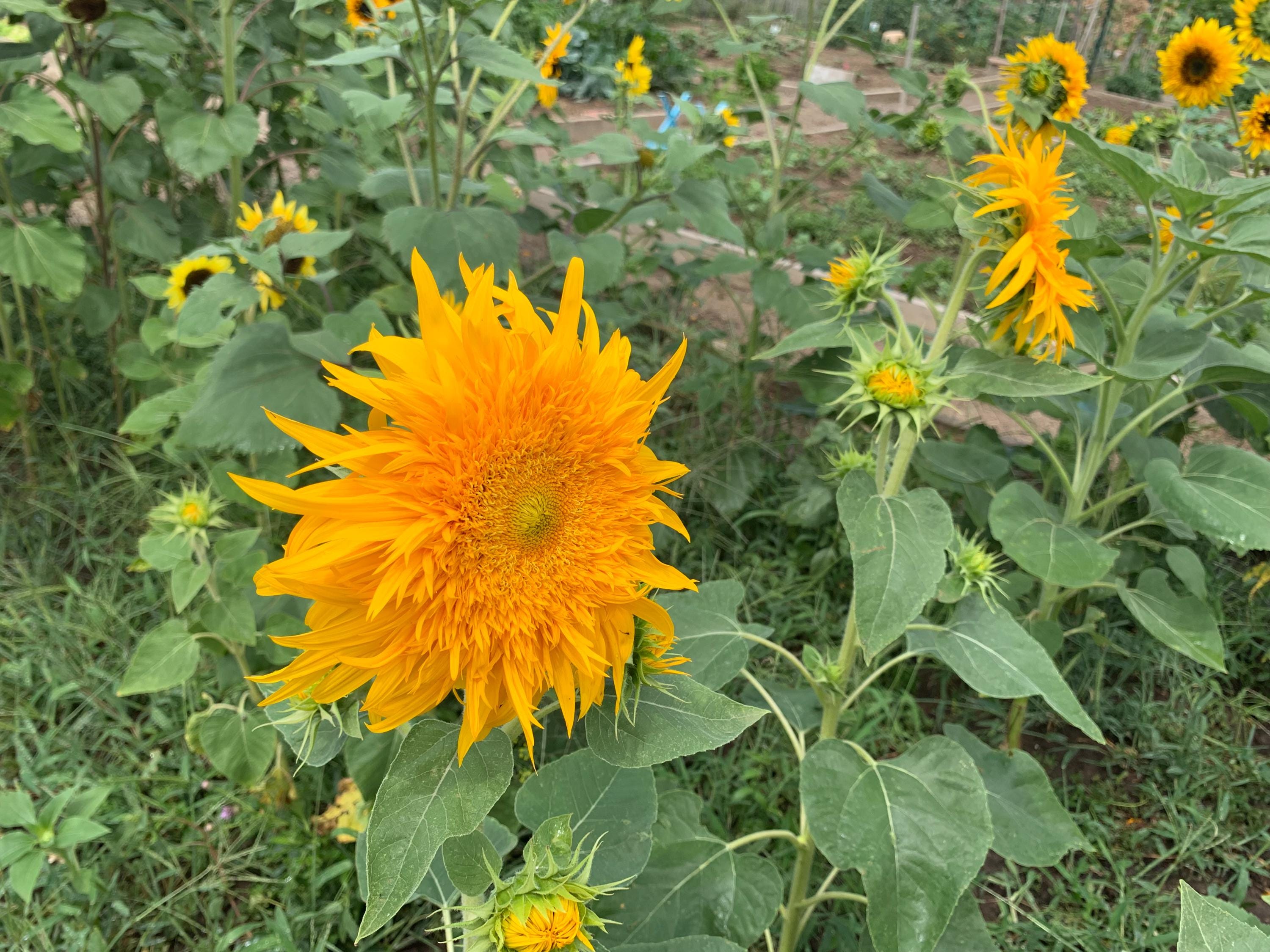 Just Crazy Sunflower Seeds, 25 Count, Dwarf Branching Variety - Etsy