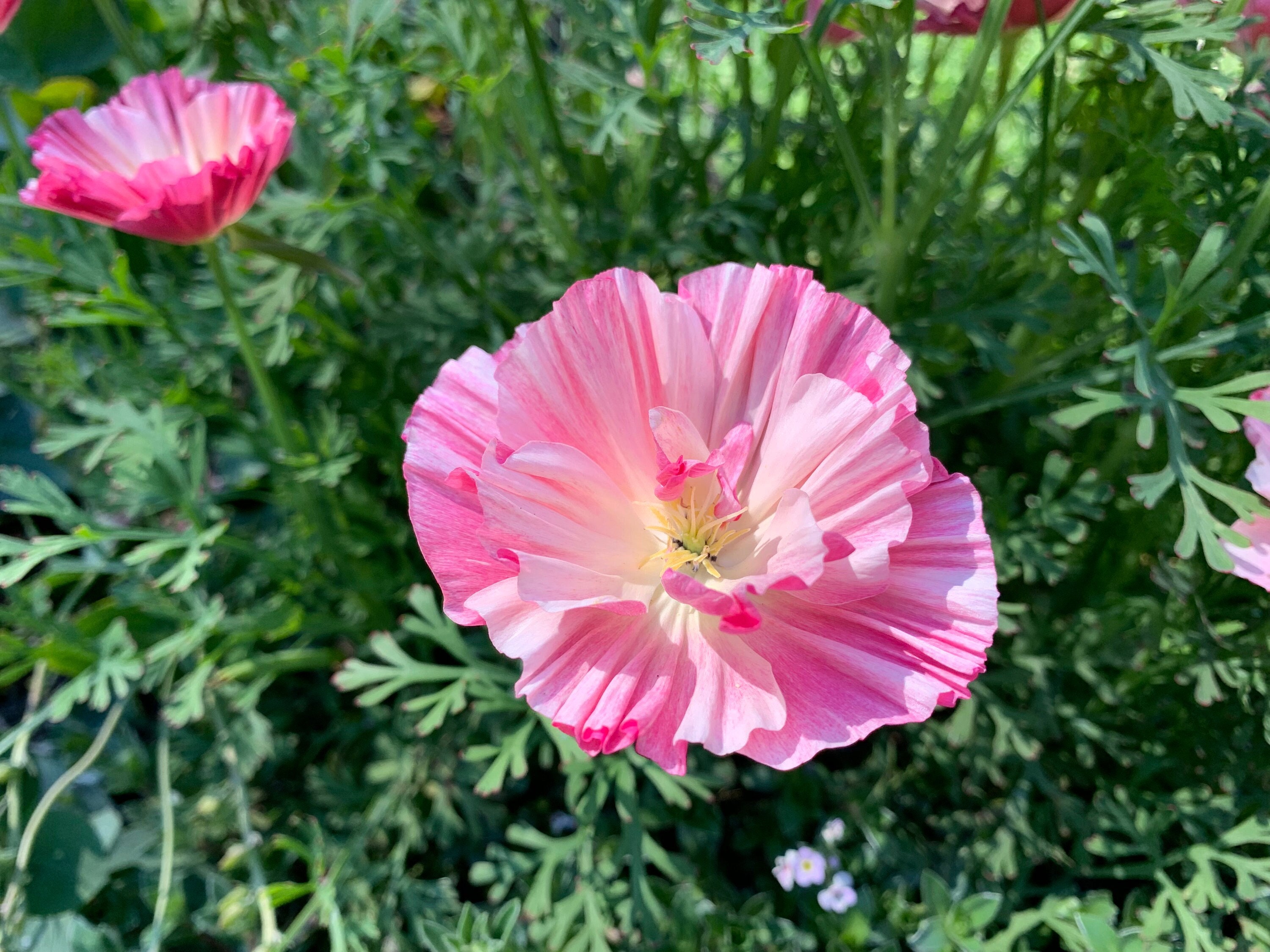 Thai Silk Formula Mix Poppy Seeds, Apricot Shades, Mixed Semi-Double California Poppies // Non-GMO, Eschscholzia californica