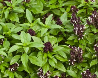 Siam Queen Basil Seeds, Thai Basil, 650 Seeds // Heirloom, Non-GMO, Herb Garden, Ocimum basilicum