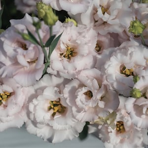 Corelli™ II Pink (F1) Lisianthus Seeds, Soft Pink Double Blooms // Pelleted, Non-GMO, Eustoma grandiflorum
