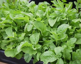 Organic Arugula Seeds, Slow Bolt, Rocket Arugula Lettuce // Organic, Heirloom, Non GMO, eruca sativa