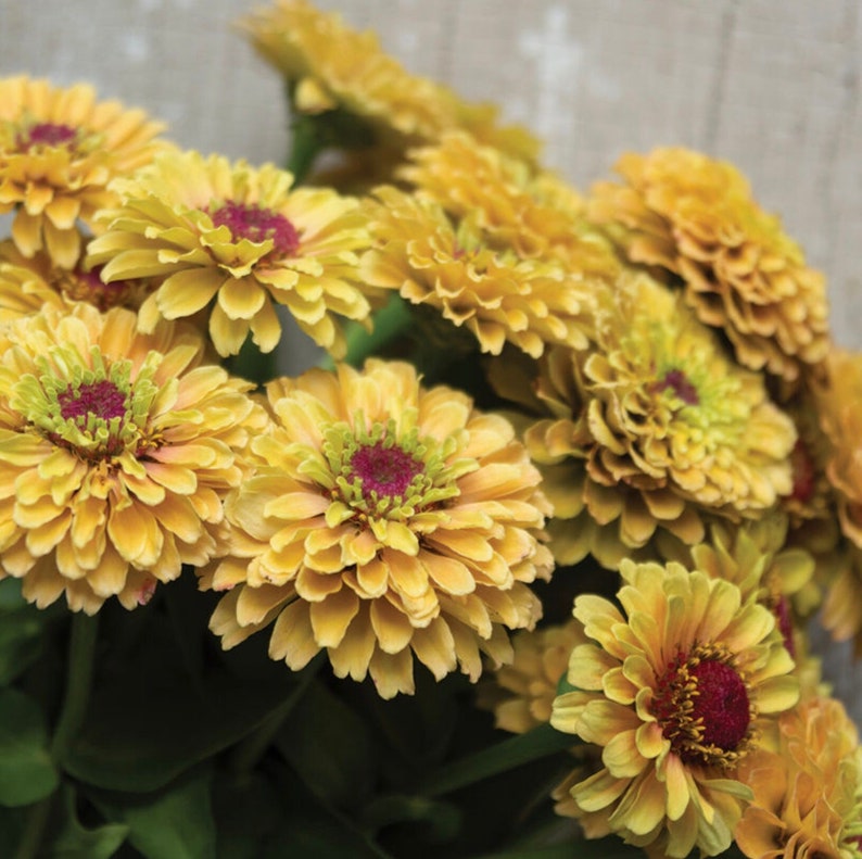 Queeny Lemon Peach Zinnia Seeds Queen Series Zinnias 20 Etsy